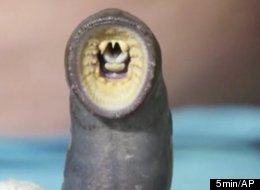 Fishery officials in the Great Lakes region have donated two pounds of lampreys to the British city of Gloucester to be baked in a pie for Queen Elizabeth's Diamond Jubilee in June.