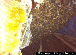 A home in Cape May, N.J., recently had 30,000 bees removed from the attic.