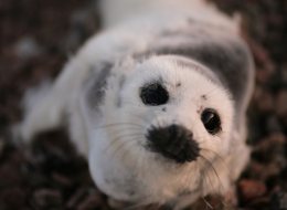 Liberal Sen. Mac Harb said he believes at least one senator will stand up with him on Wednesday and support the idea of debating an end to the commercial seal hunt. (CP)