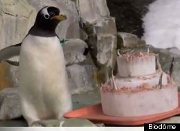 Une manchot papou fête ses 33 ans au Biodôme.