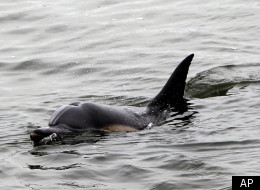A dolphin swims in wetlands at the Bolsa Chica Ecological Reserve in Huntington Beach, Calif., Monday, Aug. 30, 2012. (AP Photo/Nick Ut)