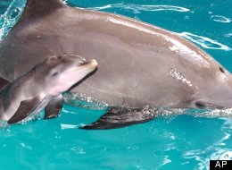 Dolphin mother Chici und and her baby swim at Connyland Holiday park in Lipperswil, Switzerland, Friday July 21, 2000. (AP Photo/MARIO GACCIOLI)