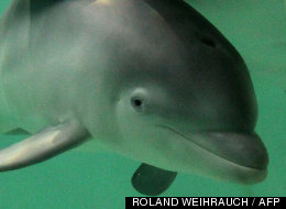 The two dolphins lived at the Connyland zoo in Lipperswil, Switzerland