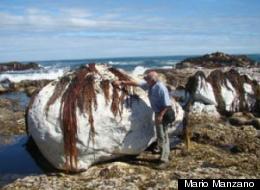 This uplifted rocky shore shows mortality of marine life after the 2010 Chile quake.