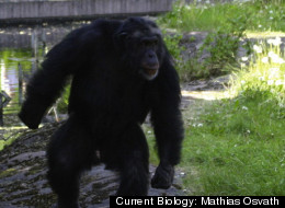 Santino, the male chimpanzee, displays a stone in his left hand. The forceful bipedal locomotion and the pilo-erection (hair on end) are signs of agitation.