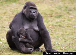 Weaning age is much higher in most primates than in humans in Western countries.