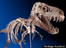 Dinosaur auction leads to sale of contested Tyrannosaur skeleton.