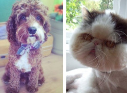 Which pets made it to the top five in our Project Pet contest? Well, we've got our second winner for you!