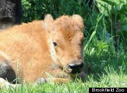 Born May 16, this female bison calf is the first born at Brookfield Zoo since the early 1970s.