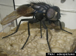 A new rule says Beijing toilets can have no more than two flies each.