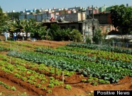 A community urban garden project in Zona Leste.