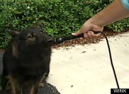 Azor, a K9 drug dog, was called to testify when Rodney McGee attempted to challenge a traffic citation to which the doggy deputy was a witness.