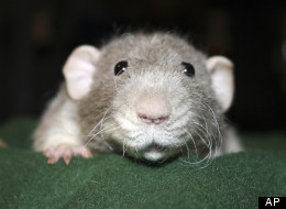 The German city of Hamelin may be in need of another Pied Piper – it seems the rats are back.