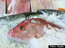 Andrew Donniger faces six months in prison for poaching at an Austrian pond even though he was using frozen fish he had purchased at a grocery store.