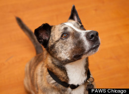 Layla is one of many Chicago-area pets in need of a