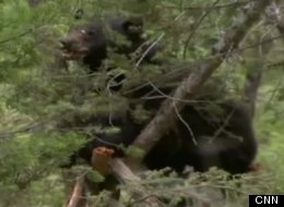 The black bear believed to have eaten the corpse of convicted murderer Rory Nelson Wagner.