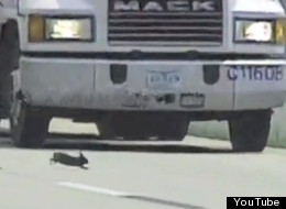 Bunny has a close call