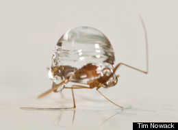 Mosquitos recover from falling rain drops in a new high-speed video.