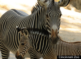 A Grevy zebra baby girl was born on May 23 in Cincinnati Zoo & Botanical Garden