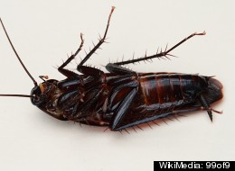 A cockroach-inspired robot, the Dynamic Autonomous Sprawled Hexapod (DASH), was able to perform the insect's 'rapid inversion' maneuver.