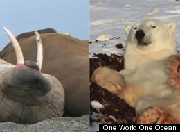 Yaaaaawn. Warning watching this walrus and polar bear may make you sleepy.
