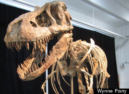 This dinosaur, a relative of Tyrannosaurus rex, is the subject of legal battle over whether it can be sold in the U.S. The president of Mongolia says it was almost certainly smuggled out of the country.
