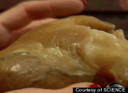 This is an actual human heart that has been plastinated to preserve it.