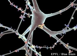 EPFL / Blue Brain