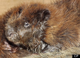 A tiny baby beaver, shown this handout photo from Monday June 11, 2012, who was a victim of last week's pipeline leak into the Red Deer River is being nursed back to health by staff and volunteers at a central Alberta wildlife sanctuary. Carol Kelly of the Medicine River Wildlife Centre near Innisfail, Alta., says Fish and Wildlife officials had asked them to be on standby to help out any animals affected by the disaster.THE CANADIAN PRESS/HO-Medicine River Wildlife Centre