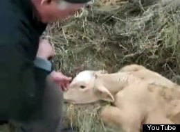 Werner Bock and one of his seemingly malnourished cows, in a video he shot in 2010.