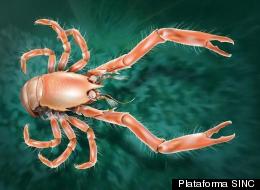 A drawing of the newly discovered squat lobster.