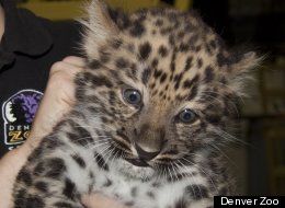 Makar, the first Amur Leopard to be born at The Denver Zoo since 1996.