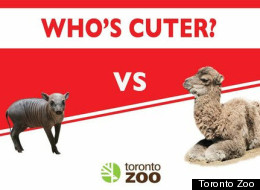 Listen Babirusa, if you think you're cuter than a baby camel you've got another thing coming.