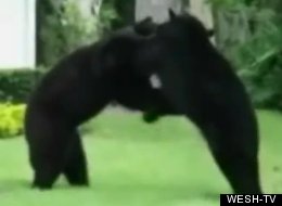 These two black bears decided to fight each other in the middle of a neighborhood in Seminole County, Florida.