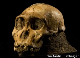 The cranium of Malapa hominid 1 (MH1) from South Africa, named