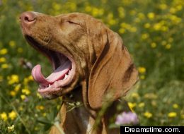 Dogs yawn? Of course, and new research shows they can 'catch' yawns from their owners.