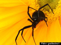 Brown widow spiders were found in many habitats in which black widows were expected.