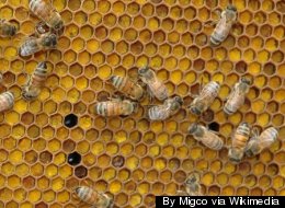 According to police, when the beekeeper went to inspect his bees, he found 100 hives were missing. FLICKR: MARK-HOBBS