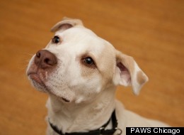 Carson is among the pets currently up for adoption at Chicago-area shelters.