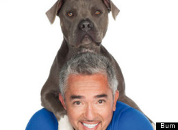 Cesar Millan, l'homme qui parle aux chiens, sera en spectacle.
