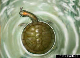 The round shape of a new species of fossil turtle, reported July 11, 2012, and found in Cerrejon coal mine in Colombia, would have meant more surface area to be warmed by the sun.