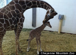 New giraffe calf with his mother Uzuri (you-ZUR-ee). This was mom's fourth birth. The calf was sired by the zoo's bull giraffe Mawimbi (ma-WIM-bee).