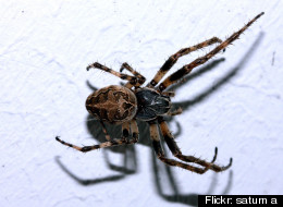 Larinioides sclopetarius, also called high rise flying spiders.