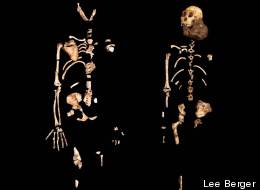 Two partial skeletons of Australopithecus sediba were unveiled to the public in 2010. The one on the left represents an adult female, the one on the right a juvenile male nicknamed Karabo.