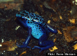 Pictured is a frog whose species naturally has blue coloration. The frog found in the Hidden Lake Forest Preserve is likely blue because of a genetic mutation.