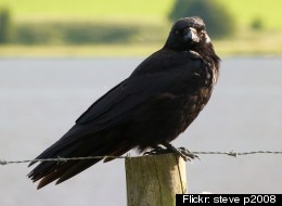 A group of crows is called a