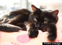 Minnie is one of several Chicago pets up for adoption, from PAWS Chicago.