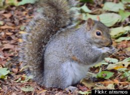 A Chicago squirrel, possibly one of the survivors.