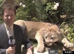 This cat had visited the taxidermist long ago, making it no threat to a panicking neighbor.
