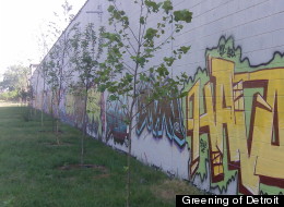 The Greening of Detroit is planting at least 6,000 trees in the city to study how they can be used to reduce contaminants in the soil. (Greening of Detroit).
